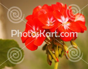 unique red flower stock image