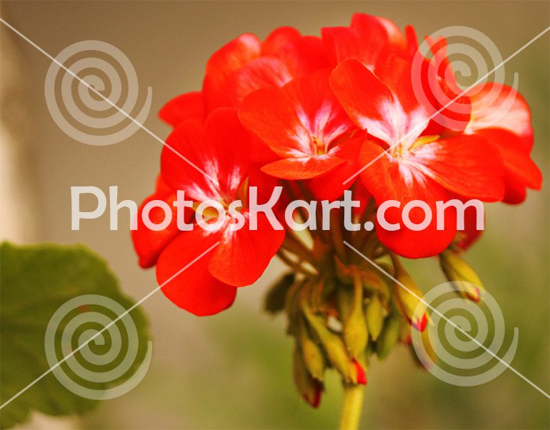 Unique Red Flower Stock Image