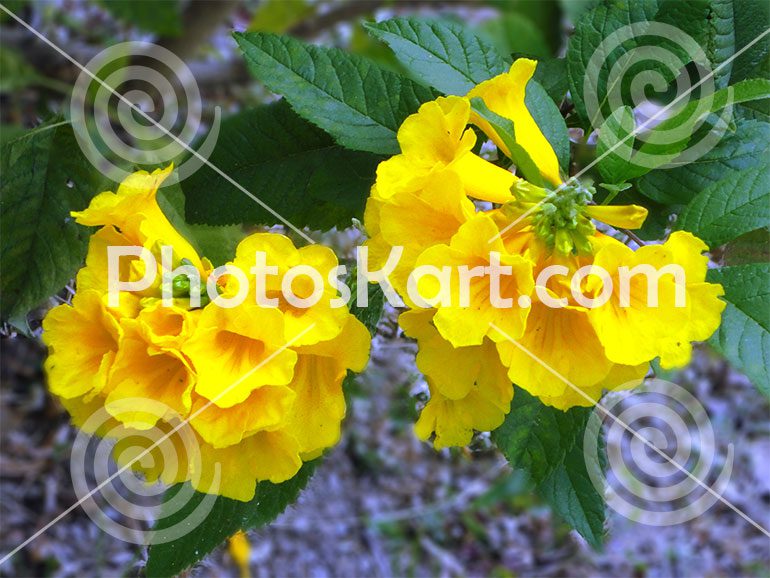 A Yellow Flower Stock Image