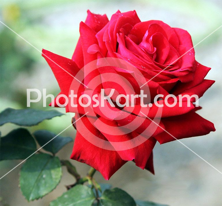Fresh Red Rose Stock Image Photography