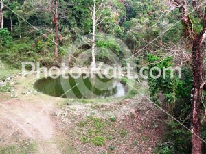 picture of pond surrounded by trees