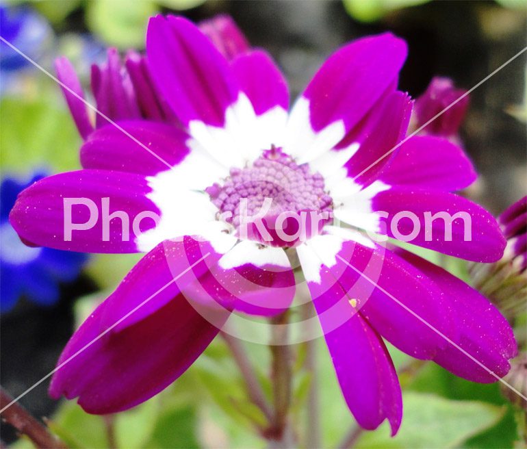 A Beautiful Purple Flower Photography