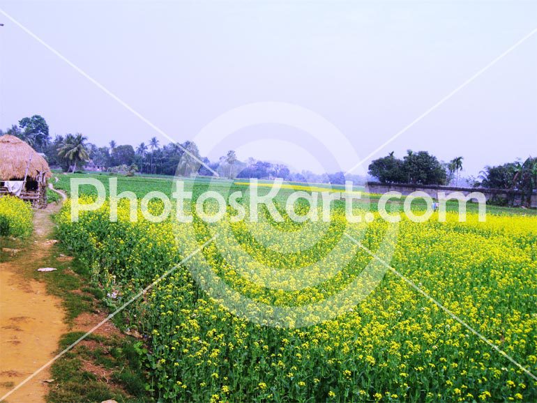 Mustard Flowers At Karei In Indian Village