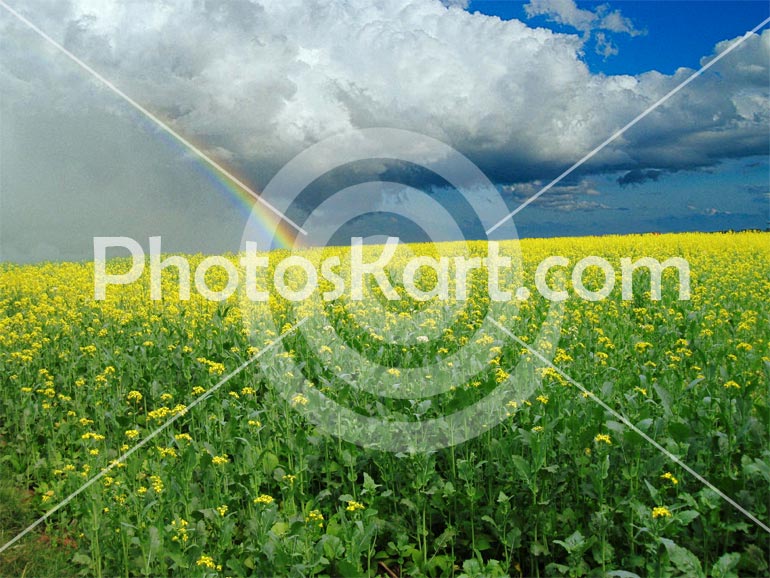 Master Flower Stock Image From Indian Villages