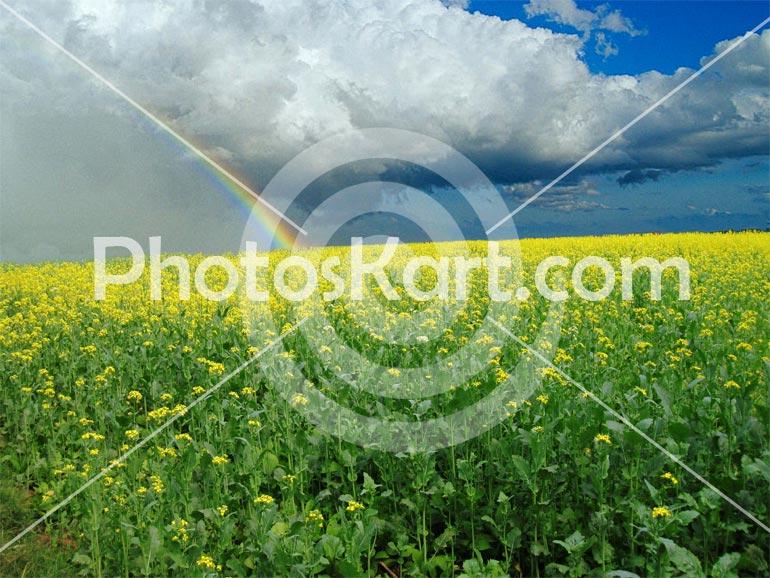 Master Flower Stock Image From Indian Villages