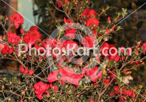 a beautiful flower photography