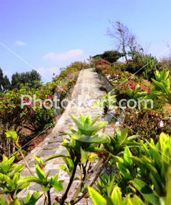 a beautiful street with trees photography