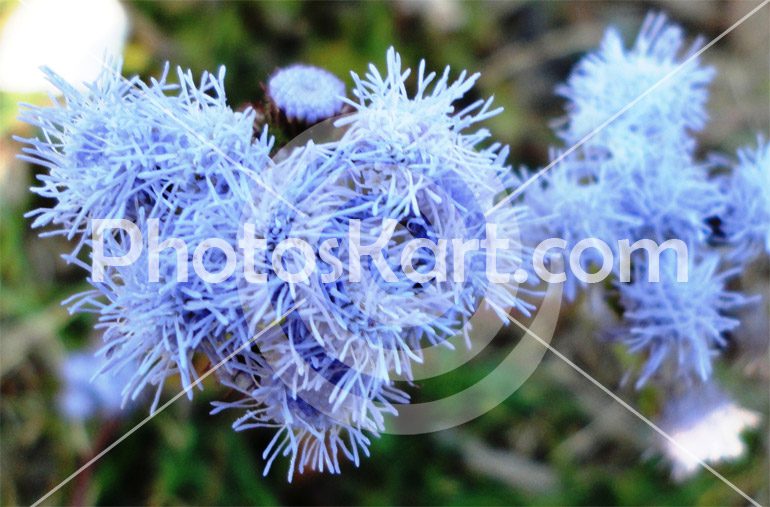 Blue Flower Image 