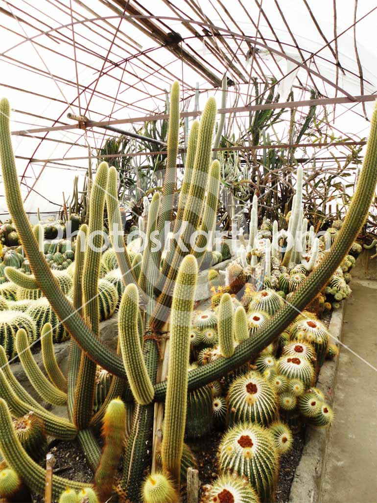 DG00009016, Flower image, cactus flower