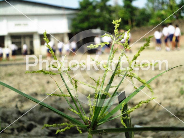 Flower Stock Image