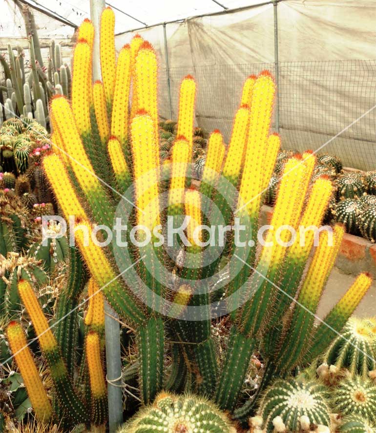 Cactus Flower Image