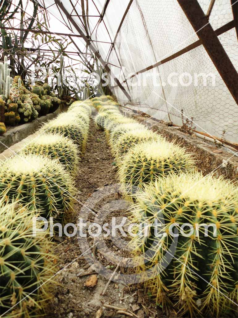 DG00009916, Flower image, cactus tree, stock image