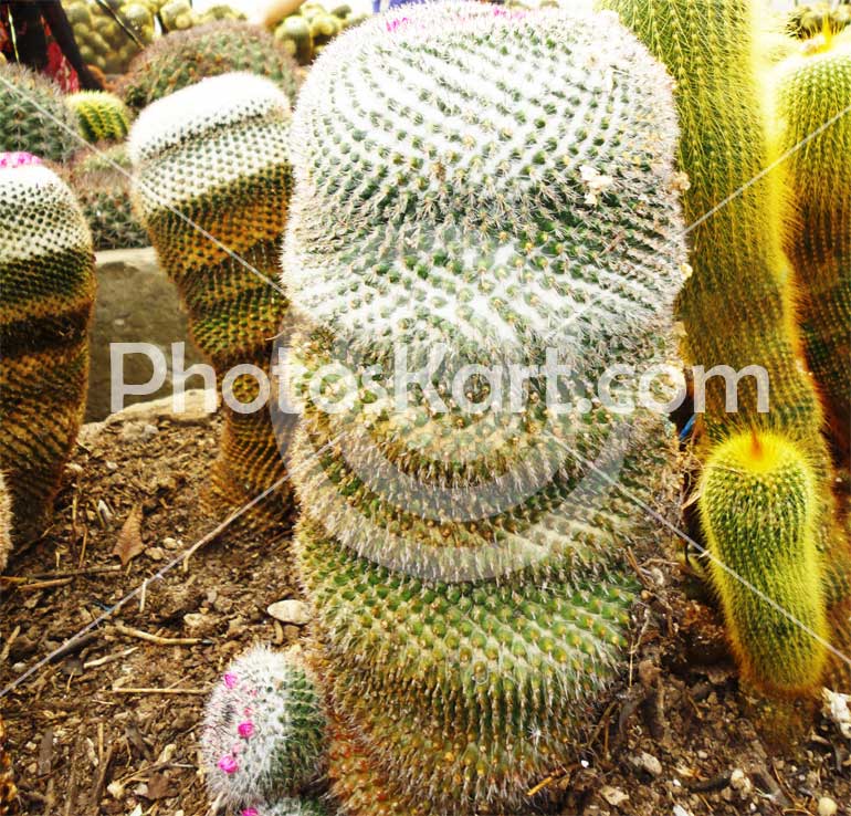 Indian Cactus Tree Stock Photo