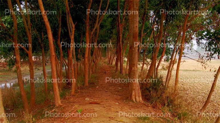 Rural India Trees Royalty Free Stock Image