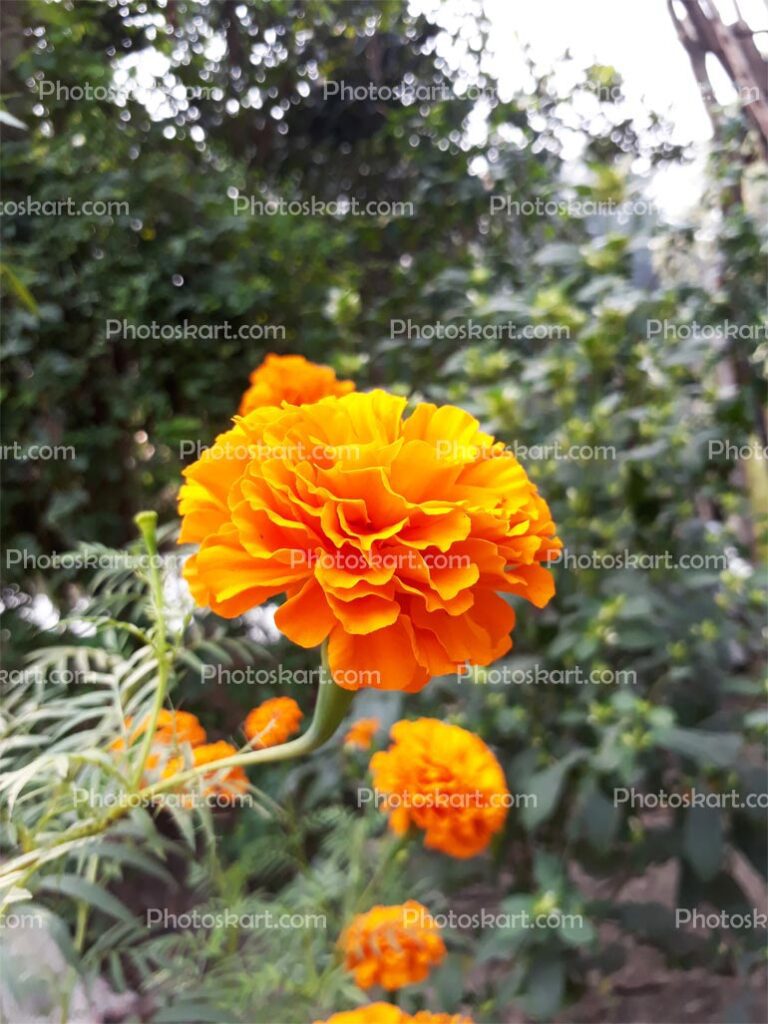 Marigold Flower Stock Image