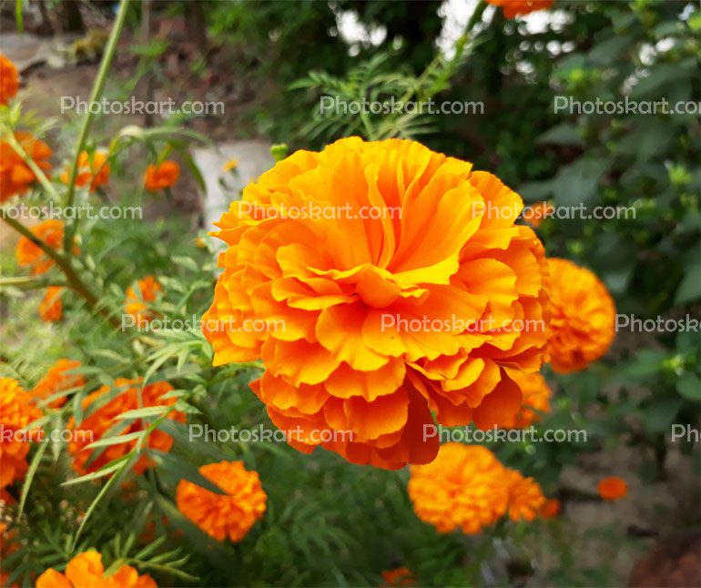 Fresh Marigold Flower Stock Image
