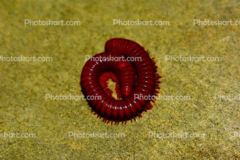 Redish Coiled Milllipede Top View