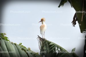 a-bird-on-the-tree-stock-image