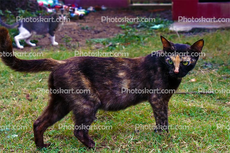 A Black Cat Stock Image