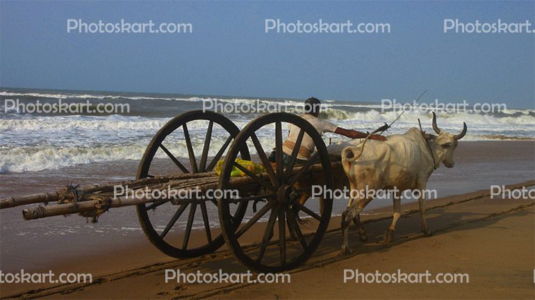 Bullock Cart Stock Images