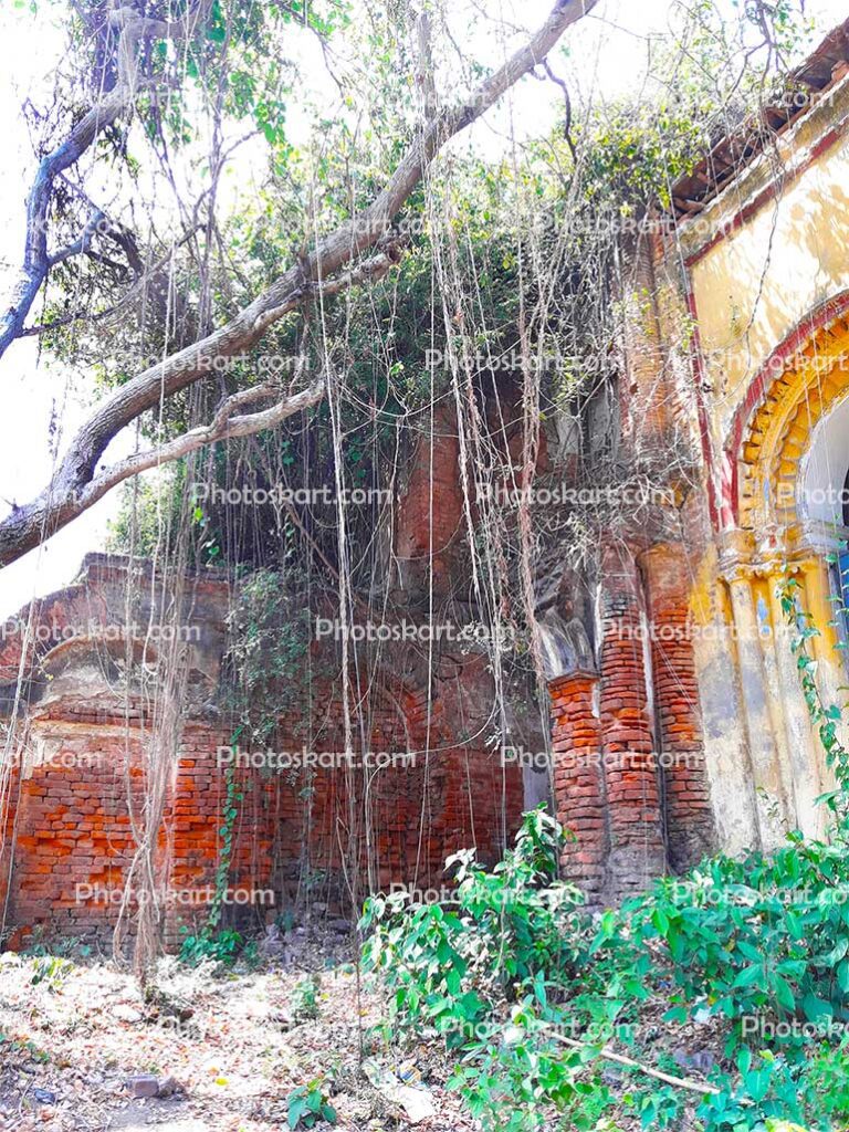 Old House With Old Tree