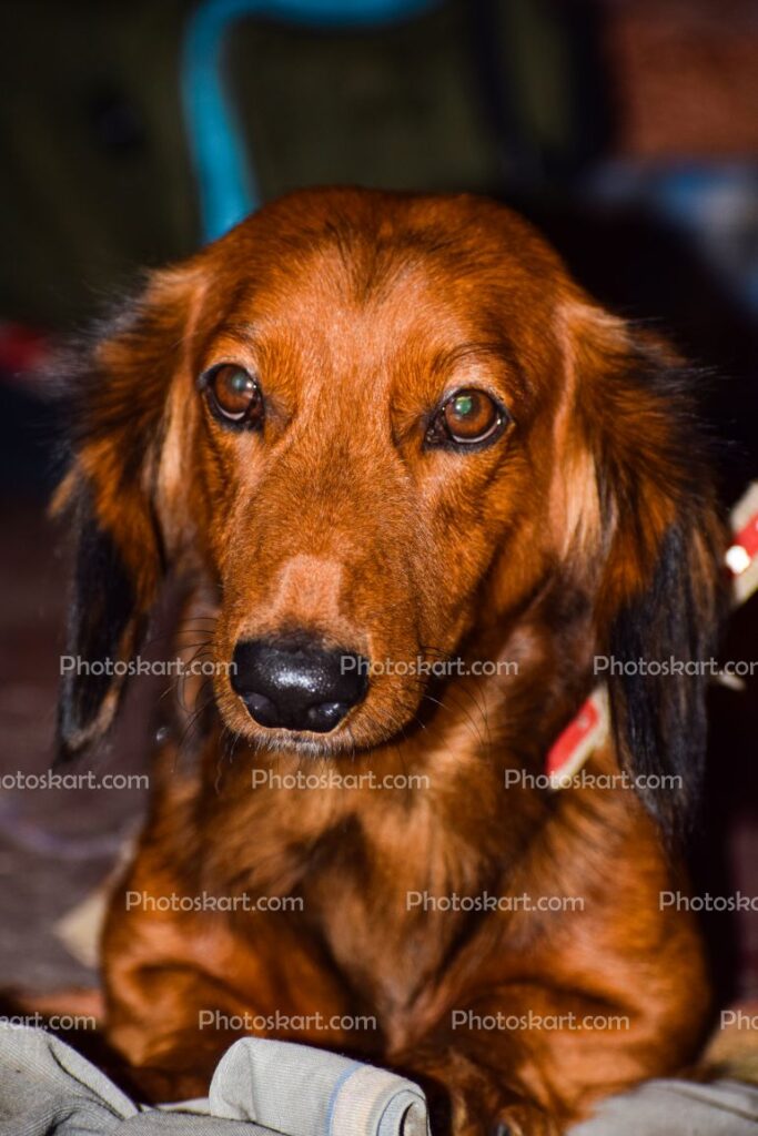 Indian Smart Dog Dachshund Portrait Stock Photography