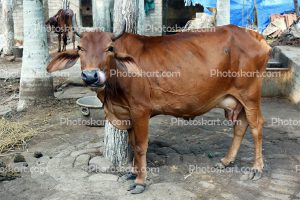 animal-standing-indian-cow