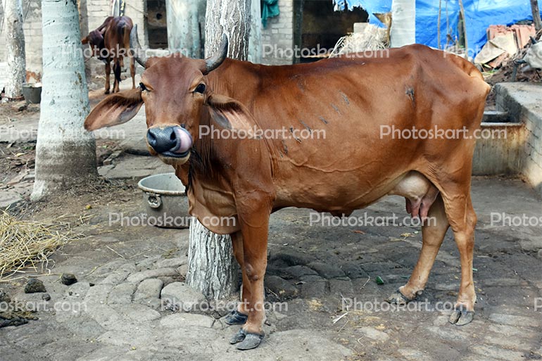 Animal Standing Indian Cow