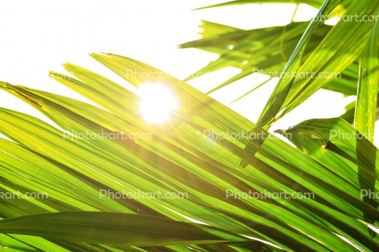 Sunlight Coming Through Tree Leaves Stock Images