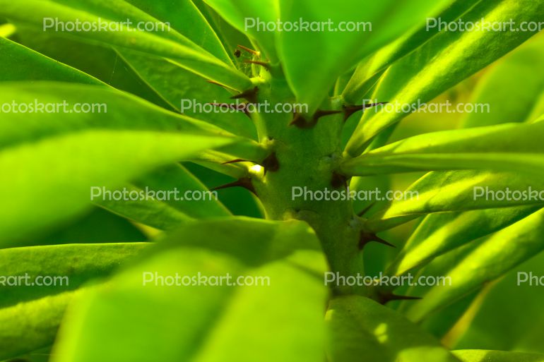 Green Monosa Tree Stock Image