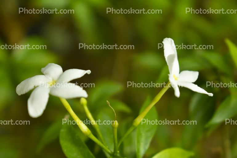 Indian Crape Jasmine Flower