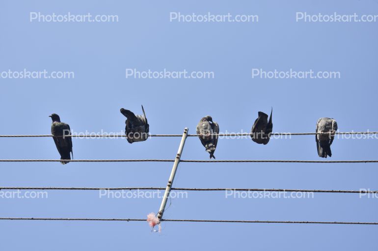 Pigeons On Power Cable Stock Photo