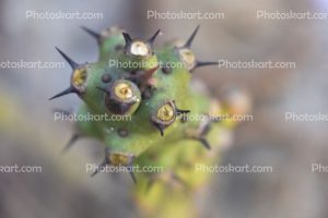 bengal-vastu-cactus-tree