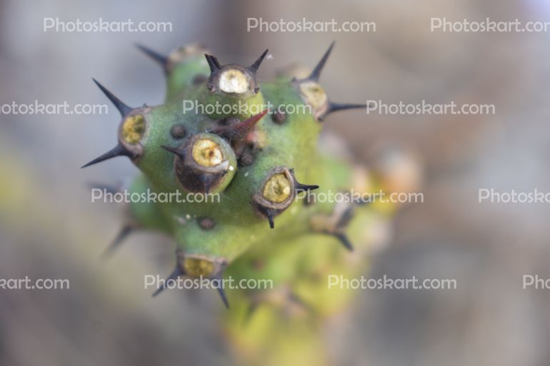 Bengal Vastu Cactus Tree