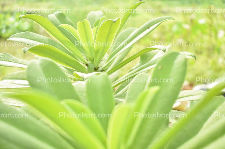 Euphorbia Neriifolia Bunches Of Monosa Tree Stock Image