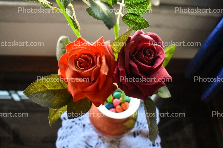 Demo Red Rose Indian Stock Photographs
