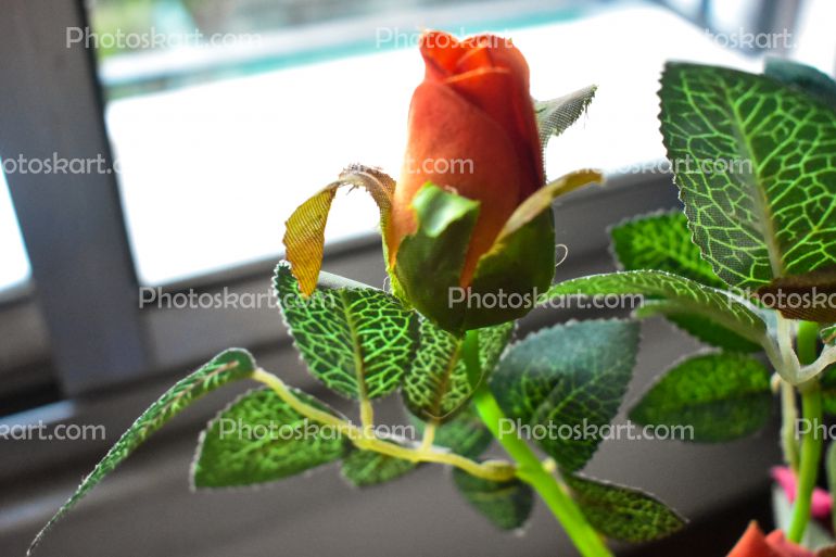 Demo Rose Flower Stock Images