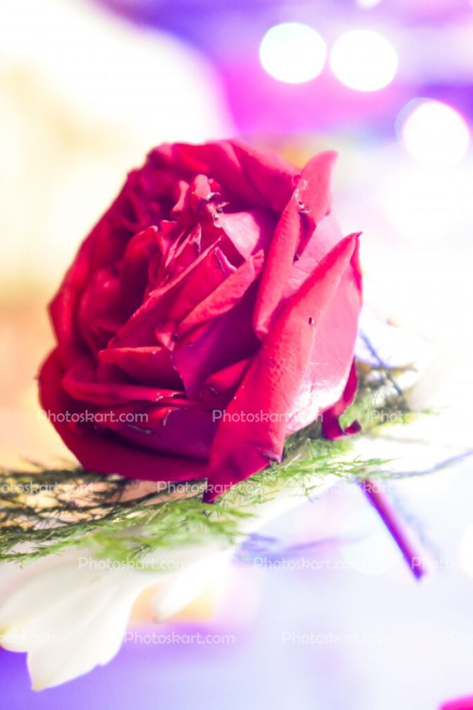 DG00074817, different look of a rose