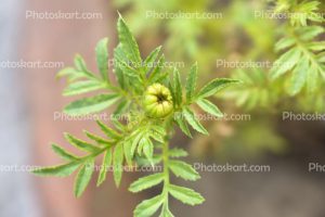 flower-tree