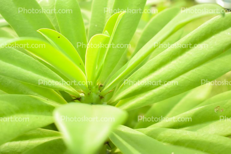 Indian Cactus Tree Stock Image
