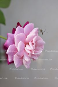 mosquito-sit-on-pink-rose