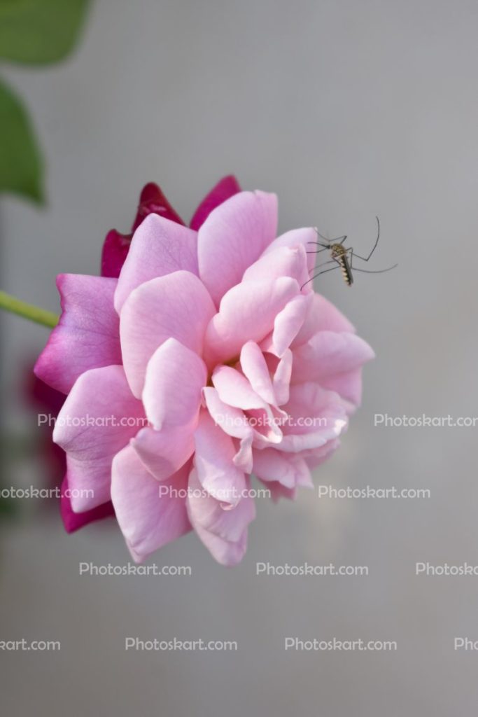 Mosquito Sit On Pink Rose