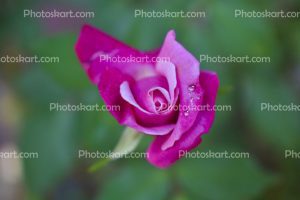 pink-rose-flower-stock-photo