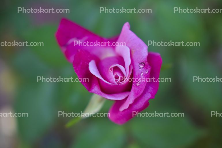 Pink Rose Flower Stock Photo