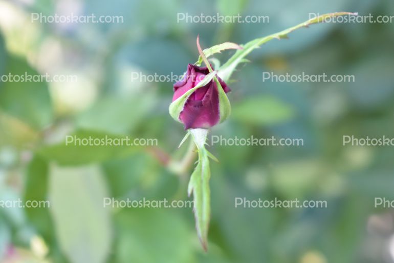 Preparation Of A Pink Rose