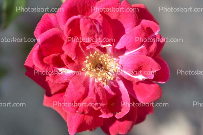 Red Rose Inside Stock Photo