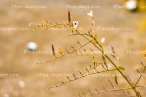 unique-beautiful-indian-flower-stock-photo