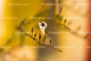 unknown-beautifull-flower-stock-photo