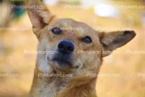 a-indian-street-dog-stock-photo