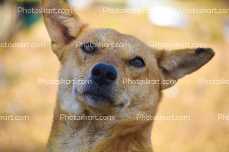 A Indian Street Dog Stock Photo